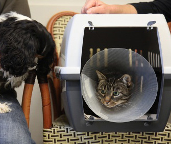 猫不进航空箱怎么办？